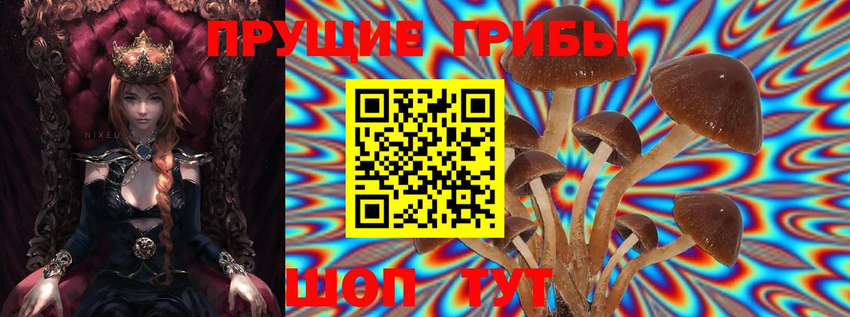 Галлюциногенные грибы Psilocybine cubensis Кубинка